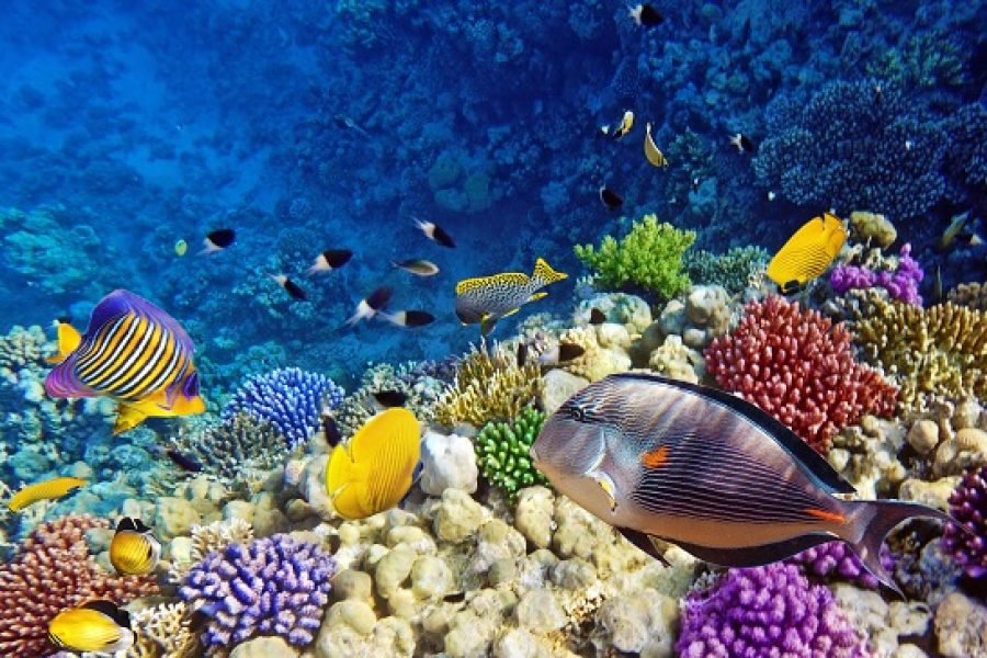 Dolphin House Snorkeling Boat Trip from Hurghada
